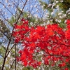 十月桜と紅葉「珠姫の寺天徳院」（後編）