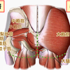 硬化委縮があって腸骨に深く根っこをもった癒着ある外旋六筋を解いて股関節の入りを改善。難解なアプローチですが、それでもだいぶものが見えだしてきました。その陰にはあまたの施術道具あり！です