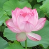 弁天池にハスの花が咲く４６番札所「浄瑠璃寺」