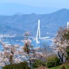 開通したばかりの岩城橋をわたり、積善山の三千本桜を観る