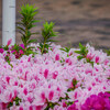 浜松市内の花