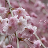 母の桜