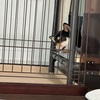 黒柴 🐶 つん