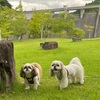山登りは無理でした