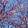 速報！桜開花