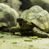 天王寺動物園で撮る。