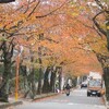 桜もみじのトンネル