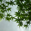 加茂山公園へ　Ⅰ