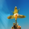 Lycaste deppei