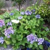 石積み花壇の模様替え計画Part2　予定外の植物や目論見が外れたユーフォルビア・ミルシニテス