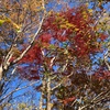 紅葉ハイキング　聖峰から高取山で鶴巻温泉に降りる。