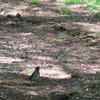 里見公園 / 居残りシメ