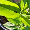 【オレンジの木とアゲハ蝶の幼虫】