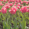 大和市 引地川公園ふれあいの森のチューリップ