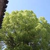 勝俣部長の「ため息」１５７８････日本の夏