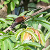 クンチン国立公園ヘリポートの鳥３