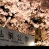 弘前に桜を見に行ってました