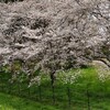 桜を見る、自分の故郷はもうここかもしれない