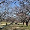 今年の桜は？