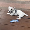鯖のくわえ方