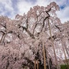2019年桜＠日本三大桜の一つ、三春滝桜を見に行ってきました！！