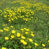 スイス・グリンデルワルト草原のお花畑