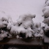 雪ですが。凍っちゃいましたが。