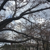 平成 最後の桜の木の下&#127800;