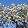 桜 2024 … Part 15