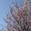 ３月１日の桜🌸