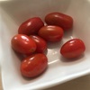 プチトマトの収穫　新たなダイエットメニュー