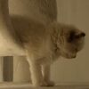 キャットタワーのトンネルを通った子猫、急に睡魔が襲ってきた・・・！【動画】