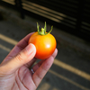 逆さ栽培した家庭菜園のトマト収穫