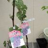 【隠居の家庭菜園　巨峰と柿の苗　05/08】