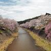 道端のサクラ2018(2)