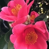 ヤブツバキ〈230316〉Wild camellia