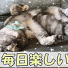 驚きと楽しさにあふれた猫との暮らしは退屈するヒマもありません。