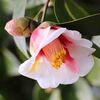 山茶花・椿イロイロ  ところで蝶と蚊
