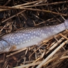 釣り人は、いつから釣れた魚のサイズを気にするようになるのか。