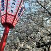愛知県一宮市大江川緑道と梅ヶ枝公園の満開の桜を見てきました