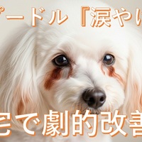 【自宅で劇的改善！】トイプードル涙やけ自宅ケア｜原因・フード・対策