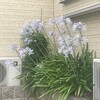 Agapanthus