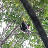 カンムリシャクケイ Crested Guan