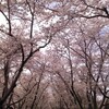 厚田某所の桜