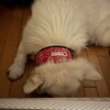 退屈な日