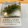 トヤマシノブゴケ（Thuidium tomentosum）は、日本に自生する美しい苔の一種であり、山岳地帯や湿った森林に広く分布しています。特に、六甲山や丹波地域など、湿度が高く森林が豊かなエリアではトヤマシノブゴケを含む多くの苔が自生しています。