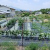 実家の畑で農作業でした