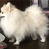 美容室へ行って来た（犬）