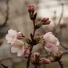 春は桜から