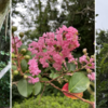 Plants in Shonan iPark Forest and Waka Poem, Crape myrtle/Sarusuberi